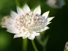 Masterwort Flower Seeds for Planting – Heirloom, Non-GMO, High Germination Organic Garden Seeds