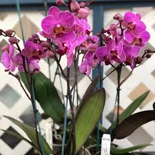 Phalaenopsis Orchid Flower Seeds for Planting – Heirloom, Non-GMO, Hardy Variety, High Germination