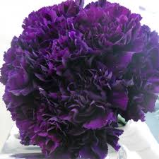 Deep Purple Carnation Flower Seeds for Planting – Garden Favorite, Heirloom, Non-GMO, High Germination