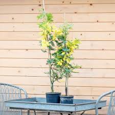 Dealbata Mimosa Flower Seeds for Planting – Perfect for Borders, Heirloom & Non-GMO Seeds