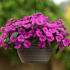 Periwinkle Vinca Violet Flower Seeds for PlantingHeirloom, Non-GMO, High Germination Organic Garden Seeds