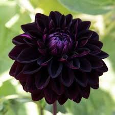 Black Dahlia Flower Seeds for Planting - Heirloom, Non-GMO, High Germination, Organic Garden Seeds