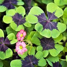 Green Purple Oxalis Corymbosa Flower Seeds for Planting - Heirloom, Non-GMO, High Germination Organic Garden Seeds