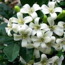 Heirloom Murraya Flower Seeds for Planting – Non-GMO, Vibrant Colors, High Germination