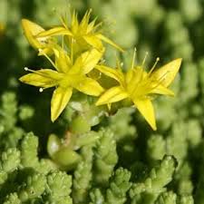 Yellow Sedum Flower Seeds for Planting – Heirloom, Non-GMO, High Germination Organic Garden Seeds