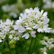 Orlaya Flower Seeds for Planting – Seasonal Bloomer, Heirloom, Non-GMO, High Germination Organic Garden Seeds