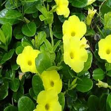 Allamanda Flower Seeds – Heirloom, Non-GMO, High Germination Organic Garden Seeds