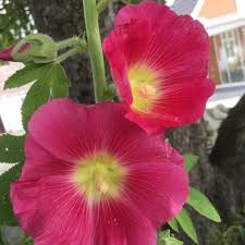 Pink and Yellow Futaba Alcea Rosea Flower Seeds for Planting – Drought Tolerant Heirloom Non-GMO High Germination Organic Garden Seeds