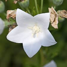 White Balloon Flower Seeds for Planting | Heirloom Non-GMO High Germination