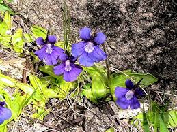Blue Butterwort Flower Seeds for Planting – Heirloom, Non-GMO, High Germination Organic Garden Seeds