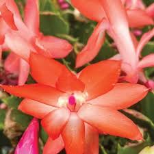Orange Schlumbergera Flower Seeds for Planting | Heirloom Non-GMO High Germination Organic Garden Seeds