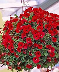 Red Petunia Flower Seeds for Planting – Long Bloom Season Heirloom, Non-GMO, High Germination Organic Garden Seeds