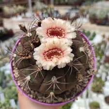 Gymnocalycium Flower Seeds for Planting - Wildflower Mix, Heirloom, Non-GMO, High Germination Organic Garden Seeds