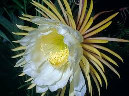 Heirloom Epiphyllum Flower Seeds for Planting – Non-GMO, Drought Tolerant Organic Garden Seeds