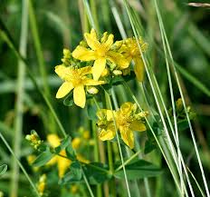 Heirloom Hypericum Flower Seeds for Planting | Non-GMO, High Germination, Organic Garden Seeds