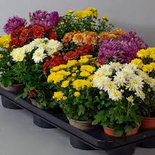Chrysanthemum Seeds – Heirloom, Non-GMO, Drought Tolerant