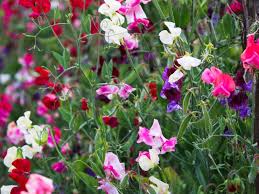 Heirloom Peas Flower Seeds for Planting | Non-GMO, High Germination, Organic Garden Seeds