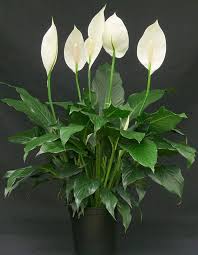 Green Spathiphyllum Flower Seeds for Planting | Heirloom Non-GMO High Germination Organic Garden Seeds