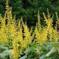 Yellow Astilbe Flower Seeds for Planting – Heirloom, Non-GMO, High Germination Organic Garden Seeds
