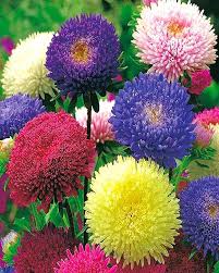 Mixed Asters Flower Seeds for Planting – Heirloom, Non-GMO, High Germination Organic Garden Seeds