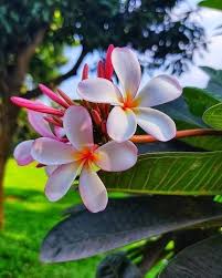 Pink White Frangipani Flower Seeds for Planting – Shade Tolerant, Heirloom, Non-GMO, High Germination Garden Seeds