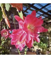 Pink Epiphyllum Oxypetalum Flower Seeds - Heirloom, Non-GMO, High Germination Organic Garden Seeds