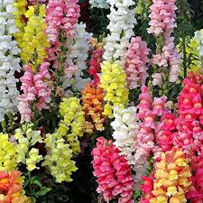 Mixed Snapdragon Flower Seeds for Planting – Heirloom, Non-GMO, Easy-to-Grow Organic Garden Seeds