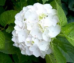Khaki Hydrangea Flower Seeds for Planting – Heirloom, Non-GMO, High Germination Organic Garden Seeds