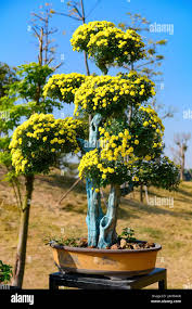 Yellow Simsii Bonsai Flower Seeds for Planting - Heirloom, Non-GMO, High Germination Organic Garden Seeds