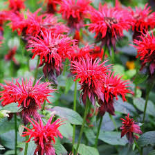 Monarda Flower Seeds for Planting – Heirloom, Non-GMO, Compact Growth Organic Garden Seeds