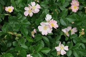 Rosa Canina Flower Seeds for Planting - Heirloom, Non-GMO, High Germination Organic Garden Seeds