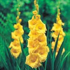 Light Yellow Gladiolus Flower Seeds for Planting – Heirloom, Non-GMO, Drought Tolerant Garden Seeds