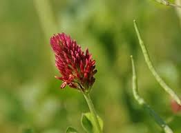 Organic Red Trifolium Incarnatum Flower Seeds for Planting – Vibrant Colors, Heirloom, Non-GMO, High Germination Seeds