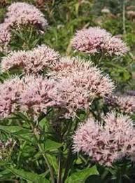 Joe Pye Flower Seeds for Planting – Shade Tolerant, Heirloom, Non-GMO, High Germination Garden Seeds