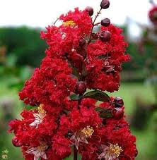 Lagerstroemia Indica Crape Flower Seeds – Heirloom, Non-GMO, Cottage Garden Essential Organic Seeds for Planting