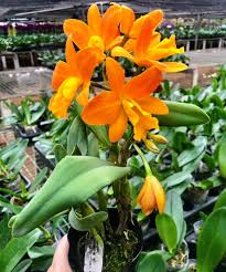 Orange Cattleya Hybrida Flower Seeds for Planting – Heirloom, Non-GMO, Hardy Variety, Organic Garden Seeds