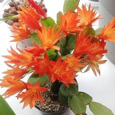 Dark Orange Zygocactus Flower Seeds for Planting – Heirloom, Non-GMO, High Germination Garden Seeds