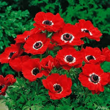 Red Anemone Flower Seeds for Planting – Heirloom, Non-GMO, High Germination Garden Seeds