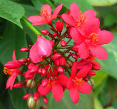 Jatropha Flower Seeds for Planting – Heirloom, Non-GMO, Colorful Display Organic Garden Seeds
