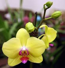 Yellow Phalaenopsis Orchid Flower Seeds for Planting – Sun Loving, Heirloom, Non-GMO, High Germination