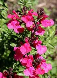 Deep Red Scarlet Sage Flower Seeds for Planting – Compact Growth, Heirloom, Non-GMO, High Germination