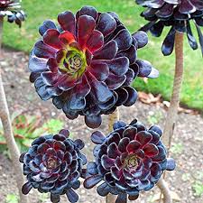 Aeonium Flower Seeds for Planting – Seasonal Bloomer, Heirloom, Non-GMO, Organic Garden Seeds