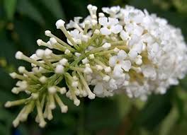 White Butterfly Bush Flower Seeds for Planting – Heirloom, Non-GMO, High Germination Organic Garden Seeds