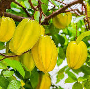 Fruit Seeds,Garden seeds, Seeds For Planting,Plant Seeds