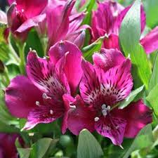 Pink Alstroemeria Flower Seeds for Planting | Vibrant Colors Heirloom Non-GMO Organic Garden Seeds