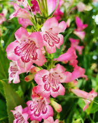 Heirloom Penstemon Flower Seeds for Planting – Non-GMO, Colorful Display Organic Garden Seeds