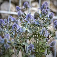 Sea Holly Flower Seeds for Planting – Heirloom, Non-GMO, High Germination Organic Garden Seeds