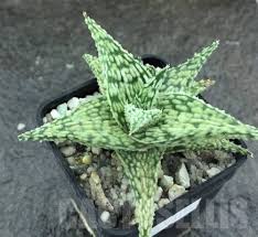 Aloe Vera White Green for Planting – Heirloom, Pollinator Friendly & Non-GMO Garden Seeds