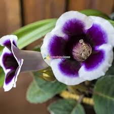Dark Blue White Gloxinia Flower Seeds for Planting – Drought Tolerant Heirloom Non-GMO Organic Garden Seeds
