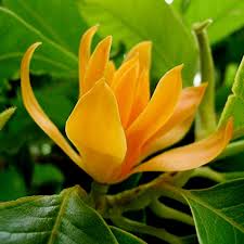 Heirloom Magnoliaceae Flower Seeds – Non-GMO, High Germination Organic Garden Seeds